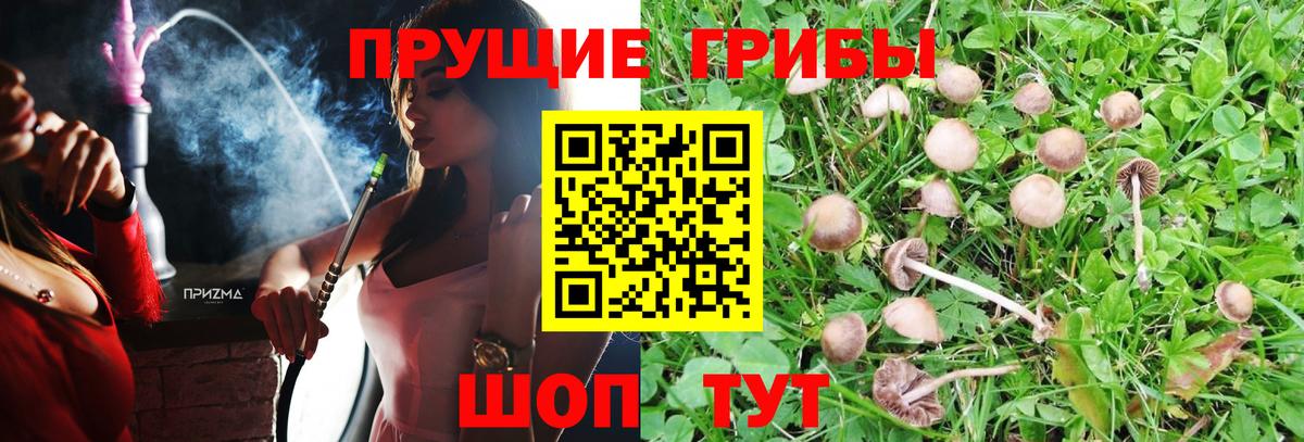 Псилоцибиновые грибы GOLDEN TEACHER Буйнакск